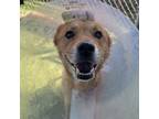 Adopt Foxy a Jindo