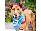 Adopt Gretchen a German Shepherd Dog