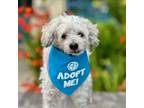 Adopt Athena a Poodle
