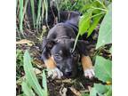 Adopt Lilo a German Shepherd Dog