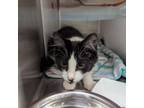 Adopt Liberty a Domestic Long Hair