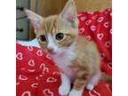 Adopt Sorbetto a Domestic Short Hair