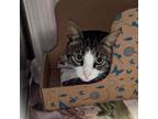 Adopt Dandy a Domestic Short Hair