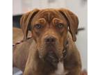 Adopt Daisy a Great Dane, Mixed Breed