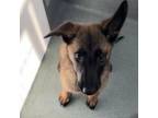 Adopt Devina a German Shepherd Dog