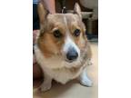 Adopt Queenie a Cardigan Welsh Corgi, Mixed Breed