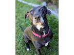 Adopt Amelie a Labrador Retriever, Mixed Breed