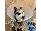 Adopt Chappell a Siberian Husky