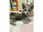 Adopt Cutie a Maine Coon, Dilute Tortoiseshell