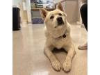 Adopt Reiko a Husky, White German Shepherd