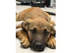 Adopt Bailey a Shepherd, Mixed Breed