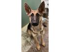 Adopt Lolly a German Shepherd Dog, Mixed Breed