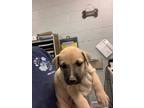Adopt Sophia a German Shepherd Dog, Mixed Breed