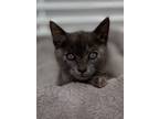 Adopt Lilly a Domestic Short Hair