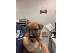 Adopt Mia a German Shepherd Dog, Mixed Breed
