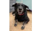 Adopt Susy a Border Collie, Mixed Breed