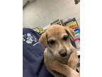 Adopt Harper a German Shepherd Dog, Mixed Breed