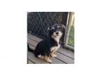 Adopt DeeDee a Yorkshire Terrier