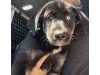 Adopt Addie a Mixed Breed