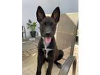 Adopt Lola a Mixed Breed