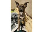 Adopt Jujyfruits a Mixed Breed