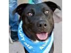 Adopt Blair a Border Collie