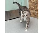 Adopt Frankie a Domestic Short Hair