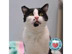 Adopt Dixon a Domestic Short Hair