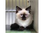 Adopt Knotty (Lumber Yard 4) a Siamese, Domestic Long Hair