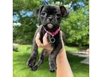 Adopt Tilly a Pug, Mixed Breed