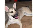 Adopt Stacie a German Shepherd Dog, Mixed Breed