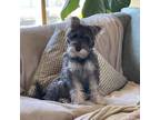 Adopt Lacey a Schnauzer, Mixed Breed