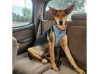 Adopt Becca a German Shepherd Dog, Mixed Breed