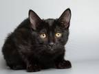 Adopt Cheerio a Domestic Short Hair