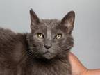 Adopt Belmont a Domestic Medium Hair, Domestic Short Hair
