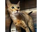 Adopt Anabel Houston a Domestic Short Hair