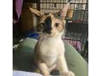 Adopt Jojo (Pet Shop Kitty 1) a Domestic Short Hair