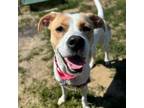 Adopt Lucy a Terrier