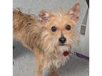 Adopt Nala a Wire Fox Terrier