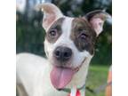 Adopt Pepper a Mixed Breed