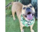 Adopt Peaches a Pit Bull Terrier, Mixed Breed
