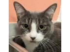Adopt Artemis a Domestic Short Hair
