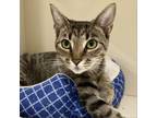 Adopt Victoria a Domestic Short Hair