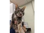 Adopt Gracie a Domestic Short Hair