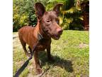 Adopt Choco a Mixed Breed