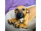 Adopt Nancy a Mixed Breed
