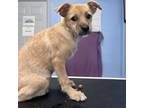 Adopt Alicia a Mixed Breed