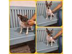 Adopt Cheeto a Rat Terrier