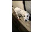 Adopt Atina a Great Pyrenees