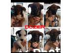 Adopt Doizer pups a Australian Shepherd, German Shepherd Dog